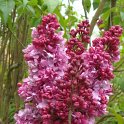 Syringa vulgaris 'Comtesse d'Harcourt' fleur (2)